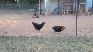Planning the new pens. Still getting a lot of eggs.