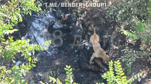 Ukrainian Counterattack Ended as a Feast for Feral Dogs