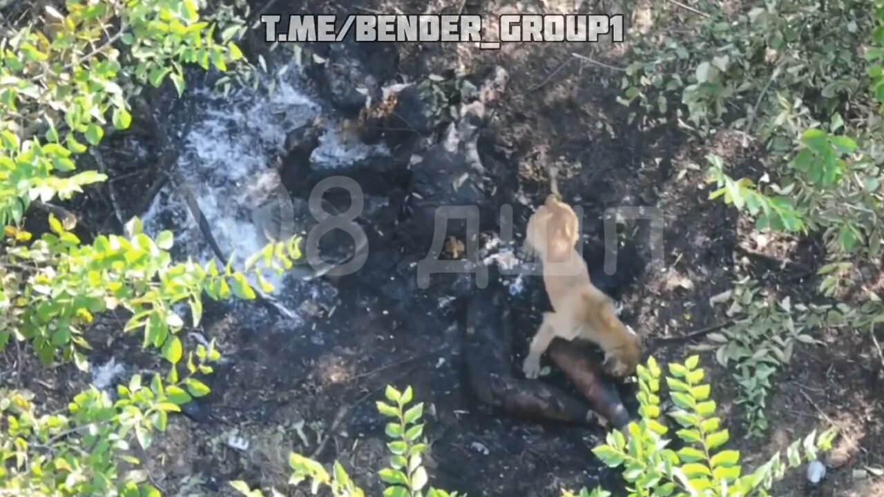 Ukrainian Counterattack Ended as a Feast for Feral Dogs