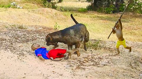Unexpected play of dog and monkey