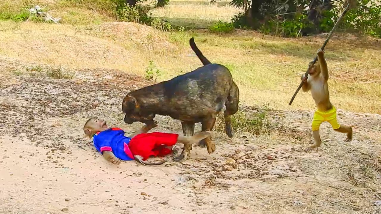 Unexpected play of dog and monkey