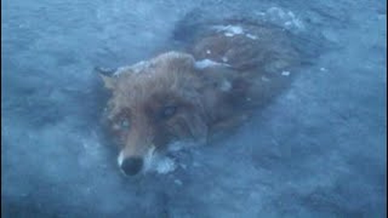 Viewer discretion is advised. Trapped under I.C.E!!