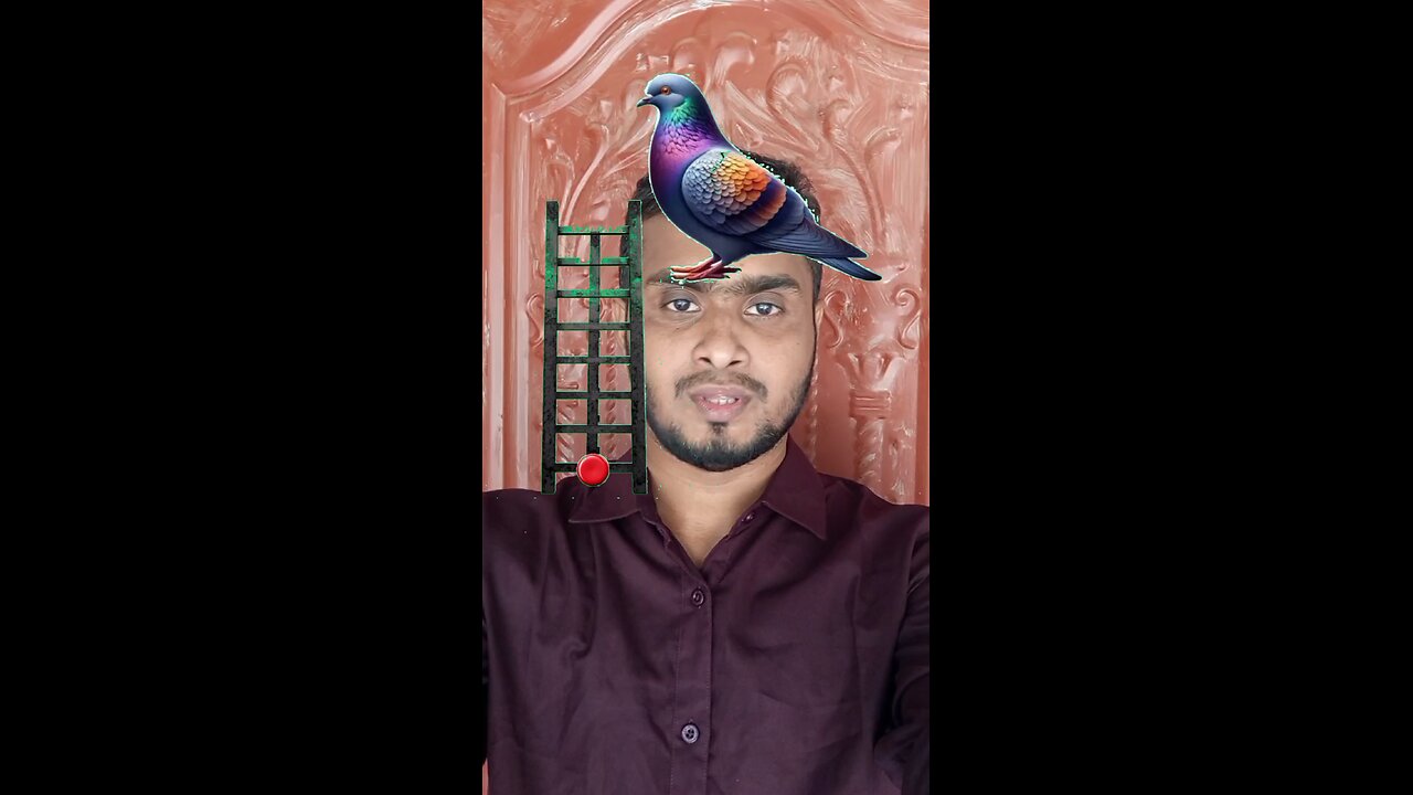 কবুতরটি উড়িয়ে দেখান 01 #reels #puzzle #viralreels #challenge #tending #foryou