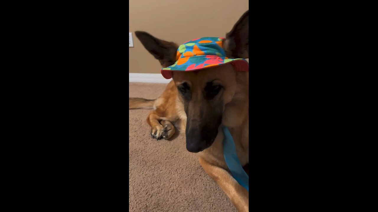 GsD funny jokes 🤣🤣