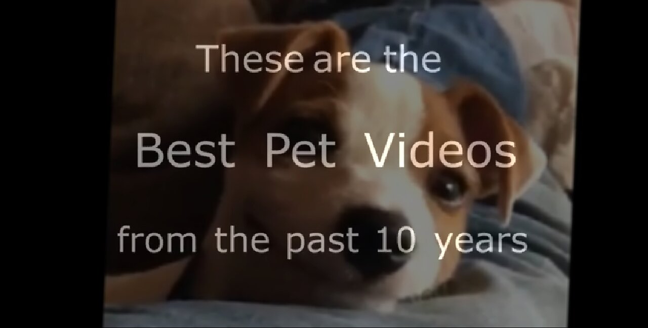BEST PET VIDEOS OF THE DECADE - DAILY DOSE OF INTERNET 😂