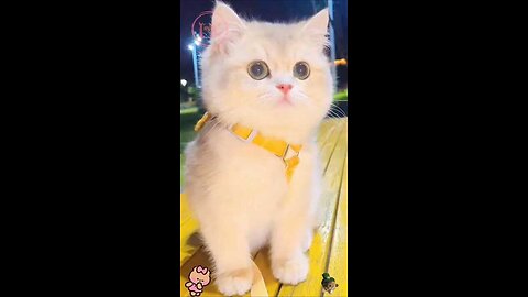 Cute baby kittens 🤩🤩🤩 #shorts