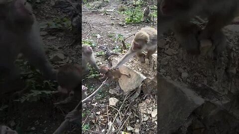 Blind girl protects other little monkeys