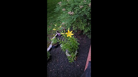 Tiger Lilly yellow