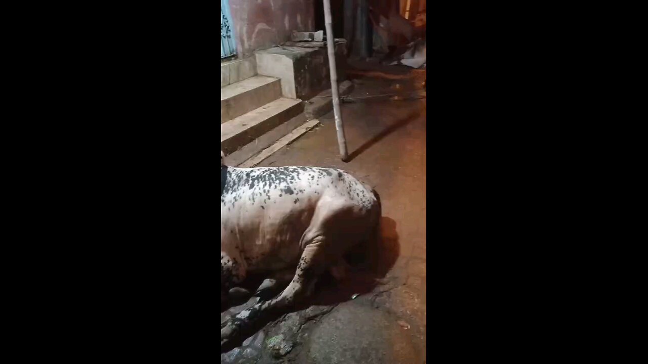 qurbani 2024