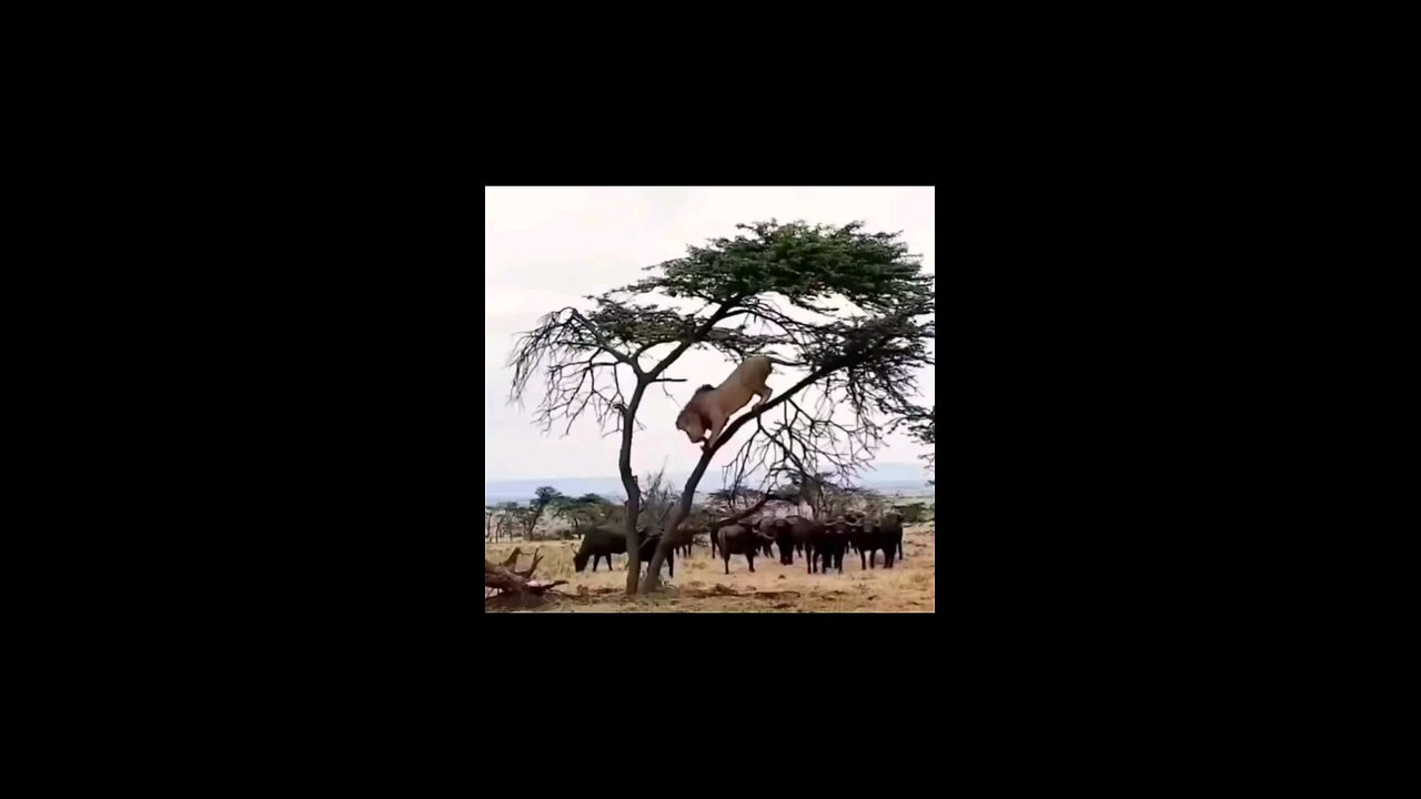 bkbonon