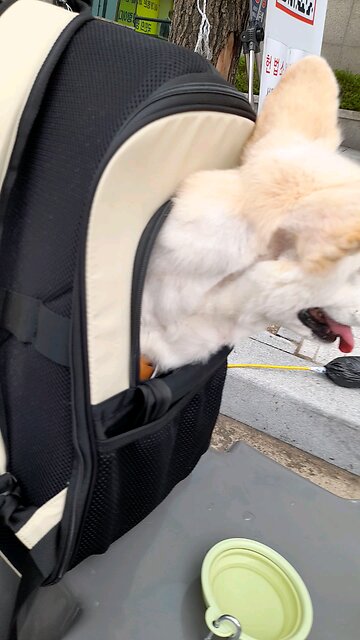 20250626. South Korea Election Were Rigged.