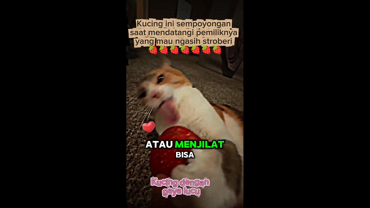 KUCING LUCU LAGI SEMPOYONGAN
