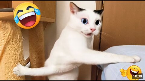 Hilarious CATS 🐱 and DOGS 🐶 Funny Animal Videos 2025 🤣 You Can't Stop Laughing! #1