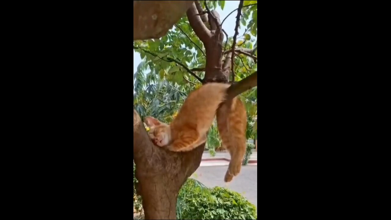 Funny Cat