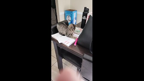 Eleanor the Cat