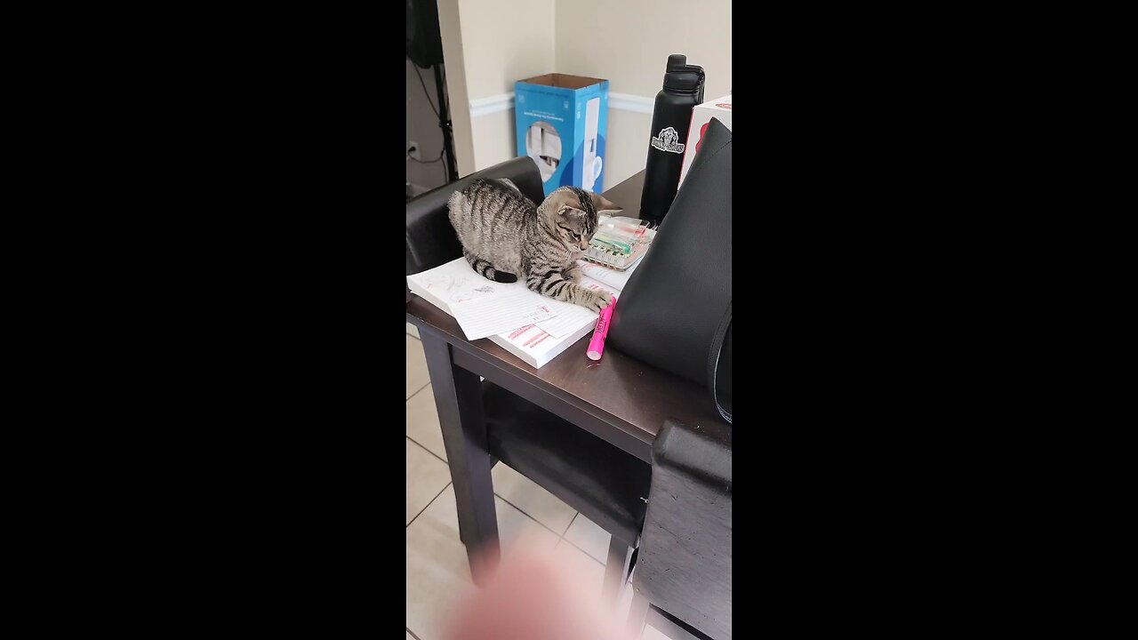 Eleanor the Cat