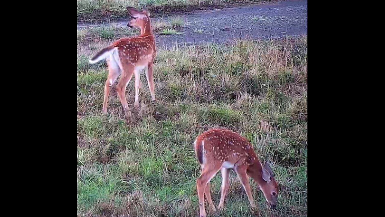 Pennsylvania Elk Live Webcam