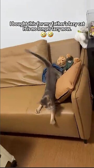 An interesting toy for cats!