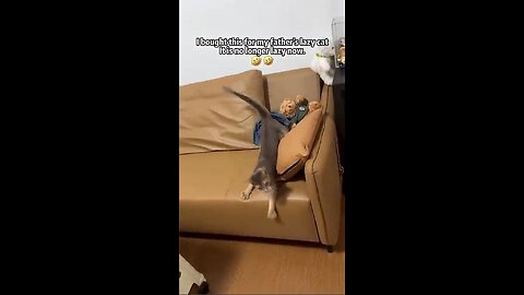 An interesting toy for cats!