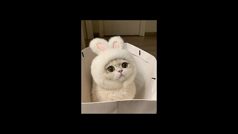 Cute cat