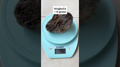 The bunny fell into the pool and the girl saved him and became his mom