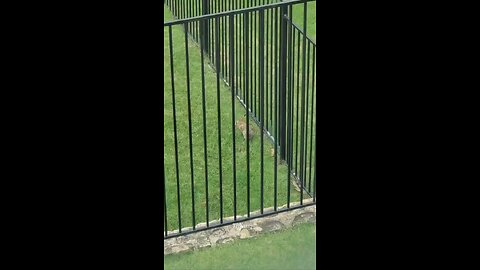 OMG, a rabbit walking around eating. 🙂😀🙃😎💎🐰🐇