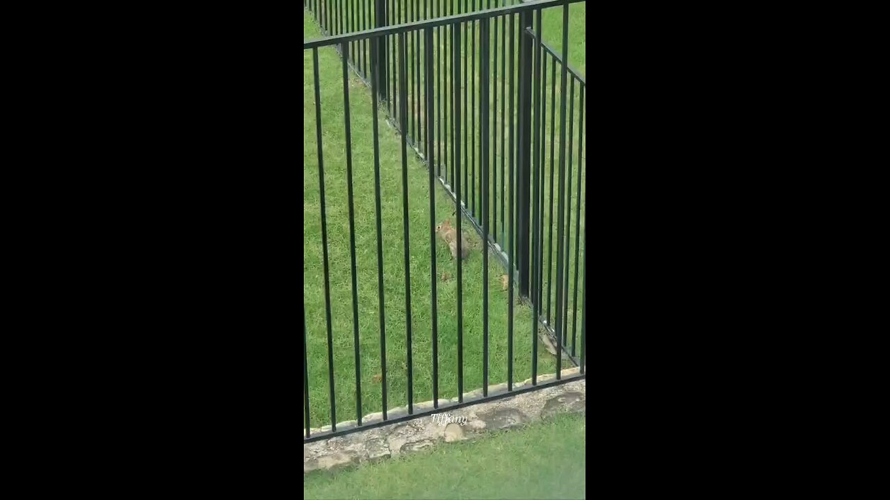 OMG, a rabbit walking around eating. 🙂😀🙃😎💎🐰🐇
