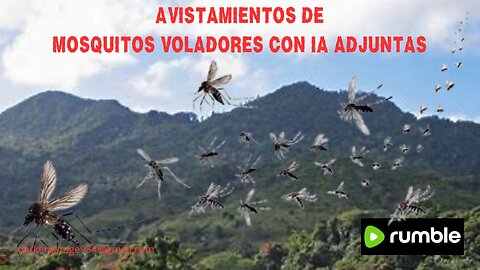 AVISTAMIENTO DE MOSQUITOS VOLADORES EN ADJUNTAS