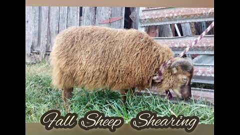 Fall & our second 🐏🐑shearing of the year : )