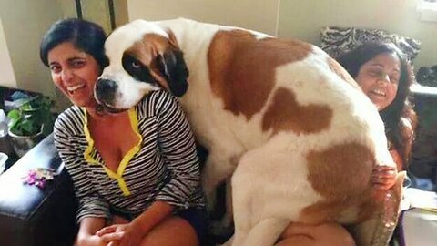 Funniest Animal Videos Ever (Part 10)