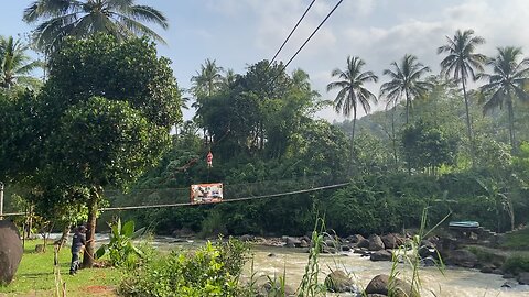 flying fox