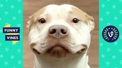 Cute Dogs Vine Compilation