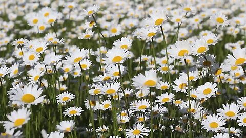 Spring 🌼 nature video nice #Samar