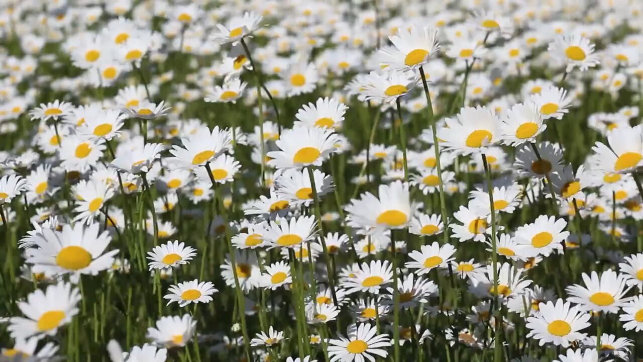 Spring 🌼 nature video nice #Samar