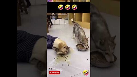 Husky and Labrador eating food funny videos