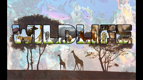 The Important role of Wildlife!