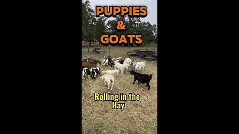 Nothing to see here, just cute cuddly puppies and sweet little goats.