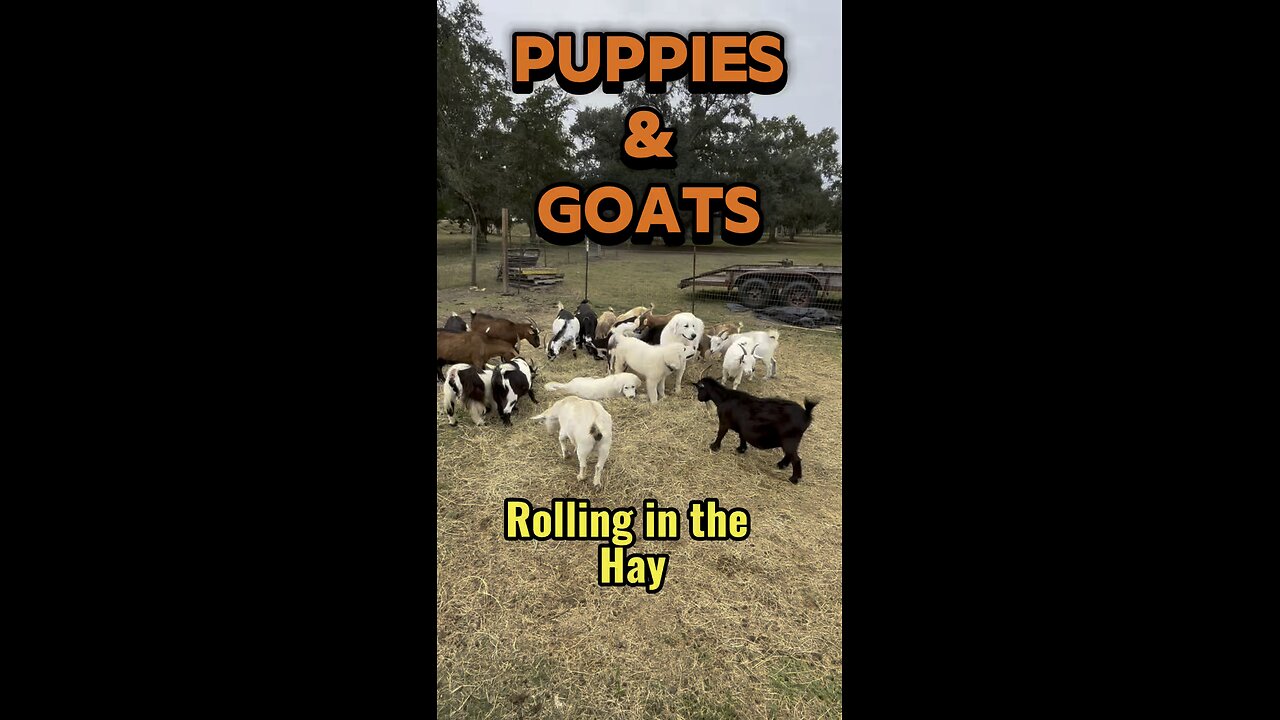 Nothing to see here, just cute cuddly puppies and sweet little goats.