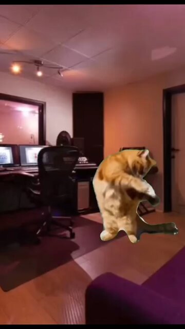 This cat is vibing to my song 😂😭