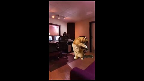 This cat is vibing to my song 😂😭