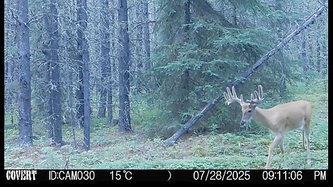 Caught on camera, Alberta wildlife Dec 16th 2025
