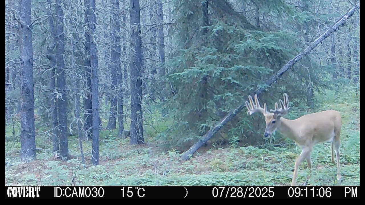 Caught on camera, Alberta wildlife Dec 16th 2025