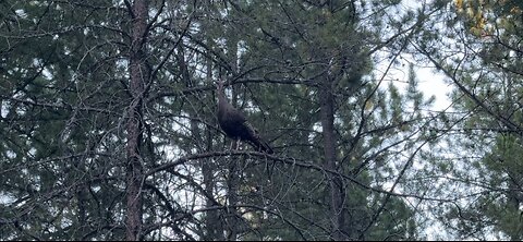 Wild Turkey Roosting in a Tree for the Night | Nature Moment Caught on Camera 🦃🌲