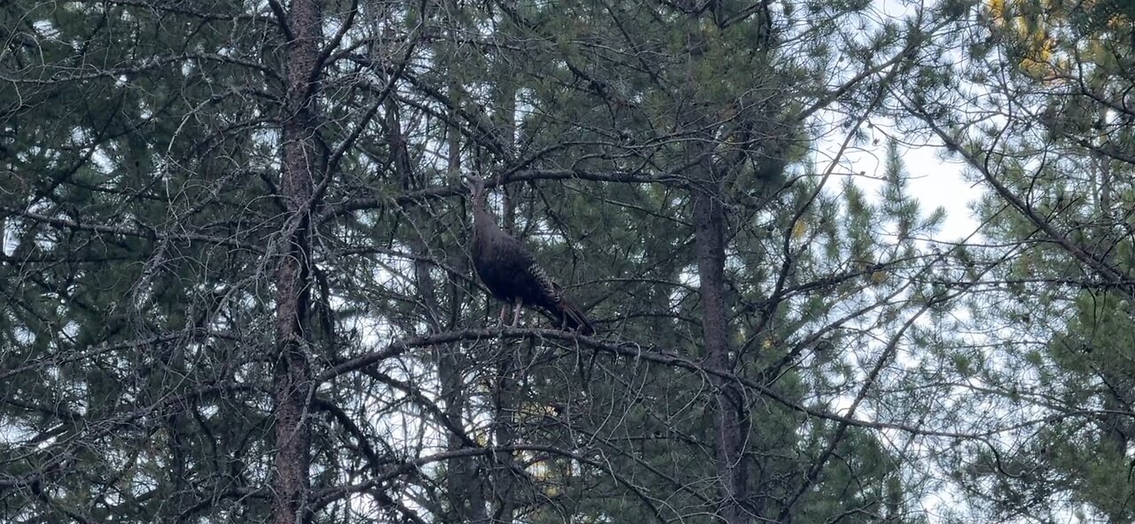 Wild Turkey Roosting in a Tree for the Night | Nature Moment Caught on Camera 🦃🌲