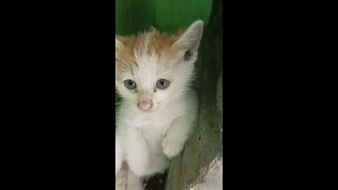 Kitty in the school