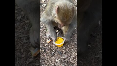 fruit monkey