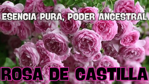 ROSA DE CASTILLA