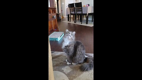 Smokey demanding attention when he wants food