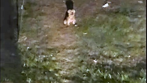 Chewy Lurks in the Shadows #funnydogs #yorkies