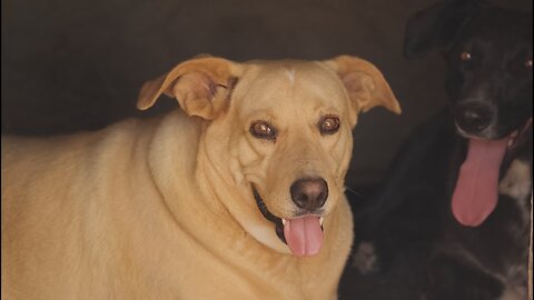 They survived abandonment in the desert, thirst, hunger and tick fever.